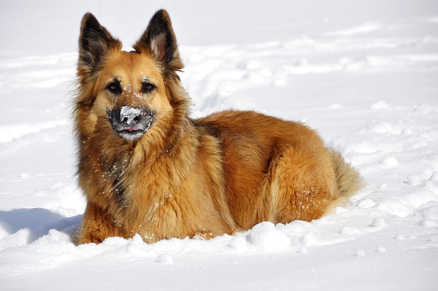 Heated Dog Beds - They Do Exist!