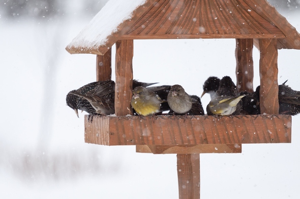 Feed birds in winter